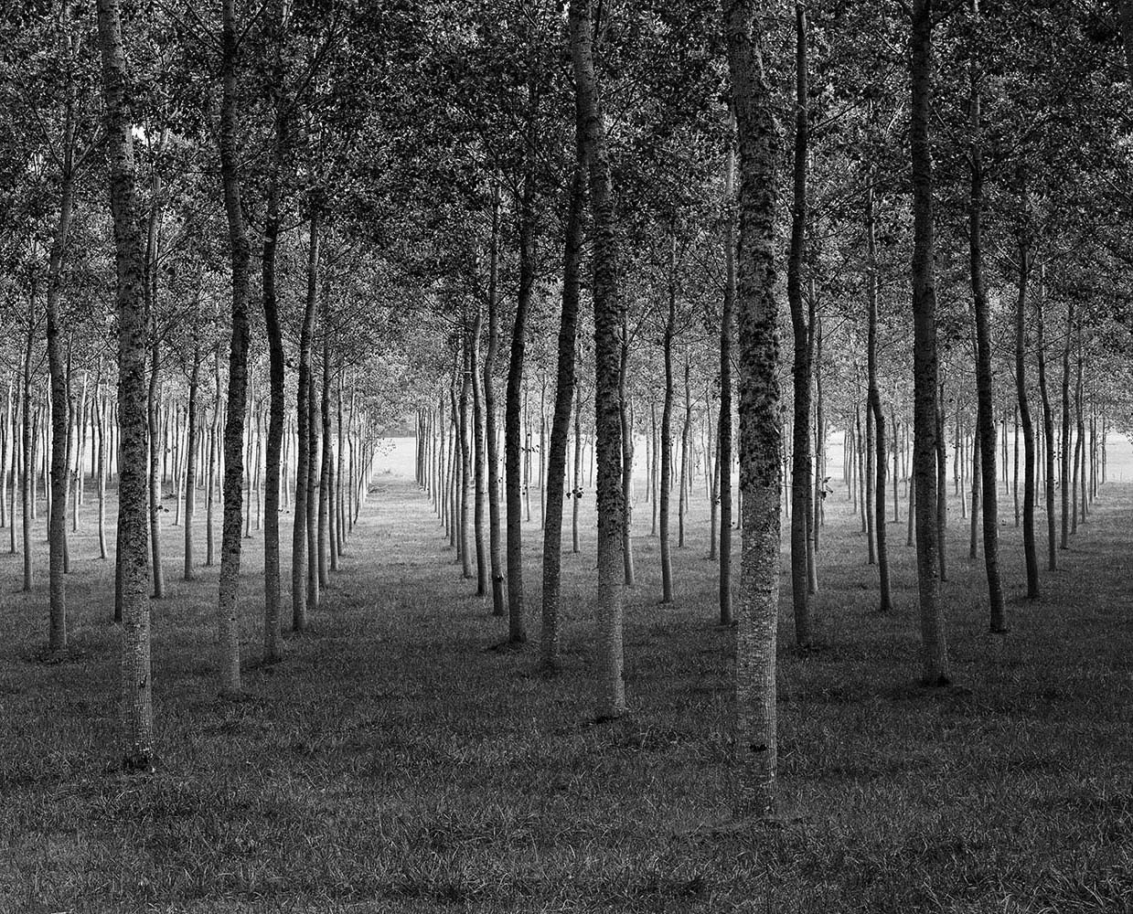 Grove Dordogne, France, 1985© Rodney Smith