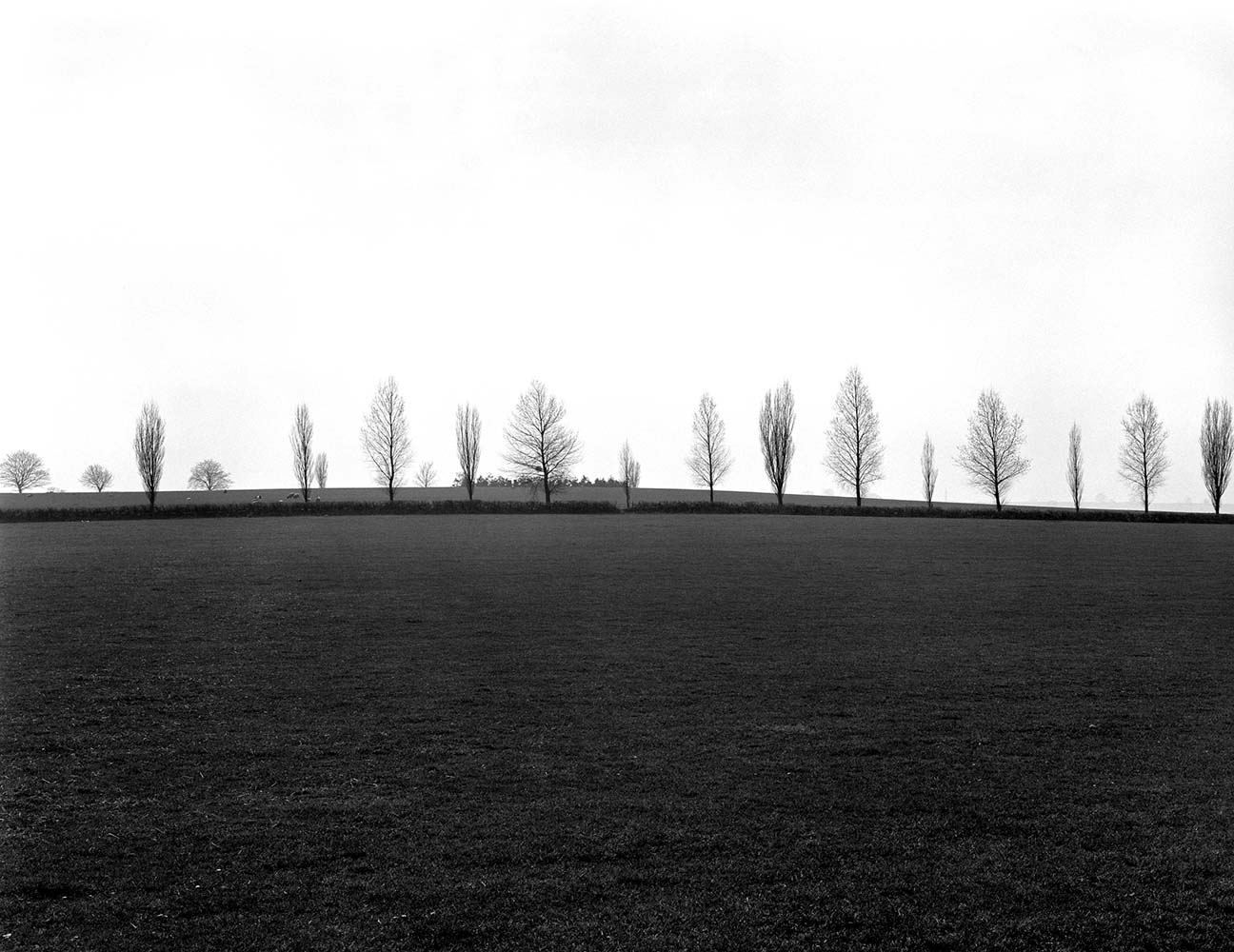Trees, Hereford, England, 1980© Rodney Smith