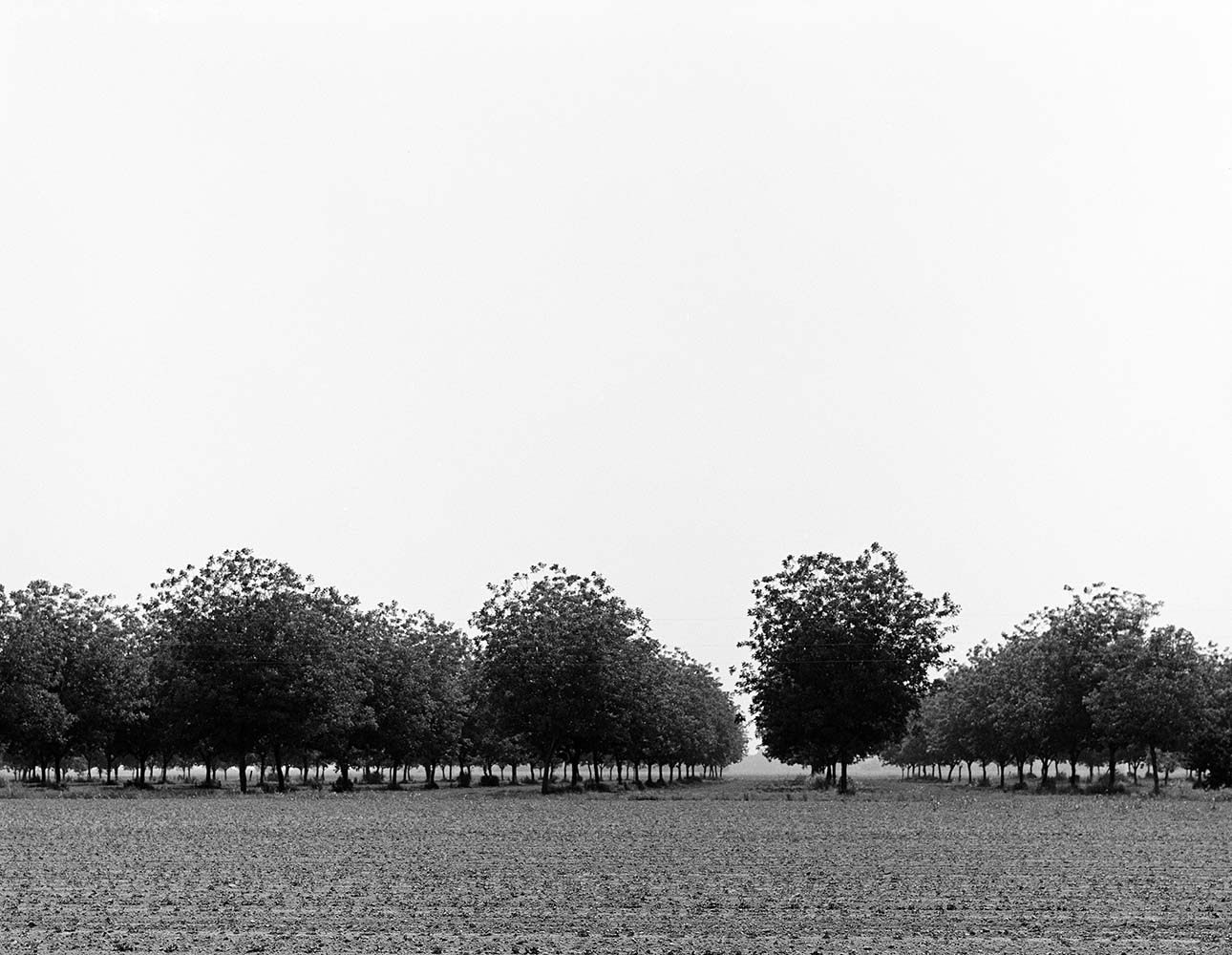Pecan Grove Shelby, Mississippi, 1977© Rodney Smith